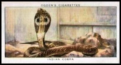 11 Indian Cobra